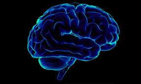 human-brain