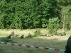 70_rocznica-_bitwy_pod_wytycznem014