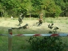 70_rocznica-_bitwy_pod_wytycznem016